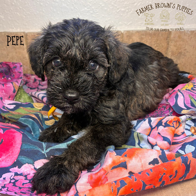 Pepe