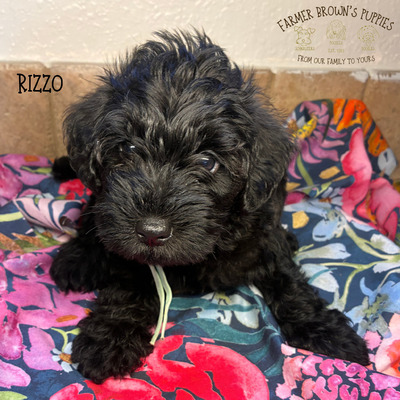 Rizzo