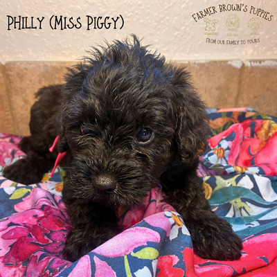 Philly (Miss Piggy)