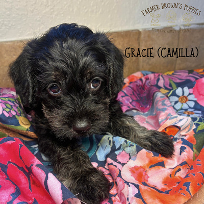 Gracie (Camilla)