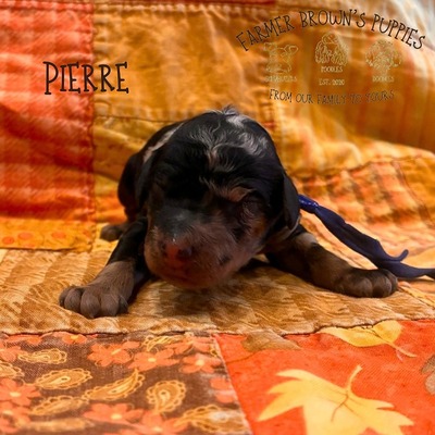Pierre