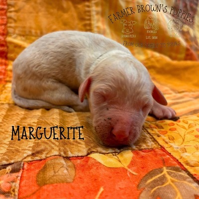 Marguerite