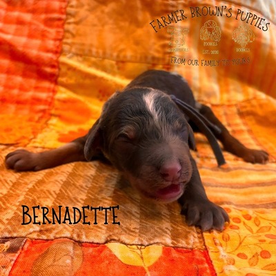 Bernadette