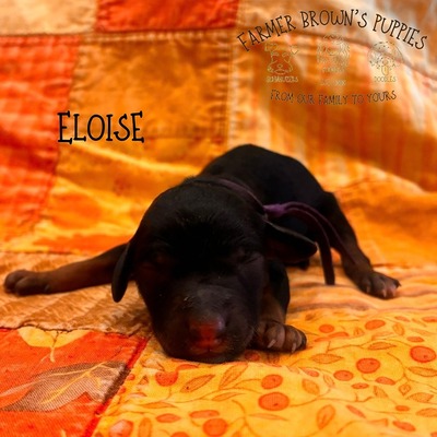Eloise