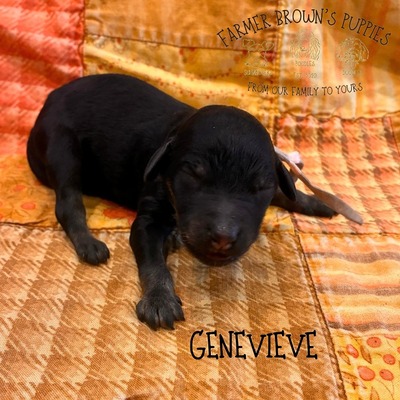 Genevieve
