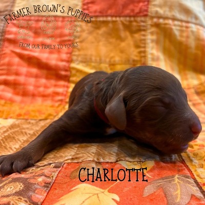 Charlotte