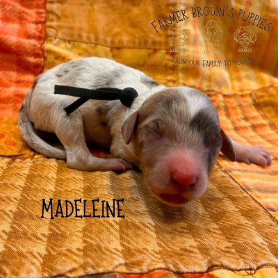 Madeleine