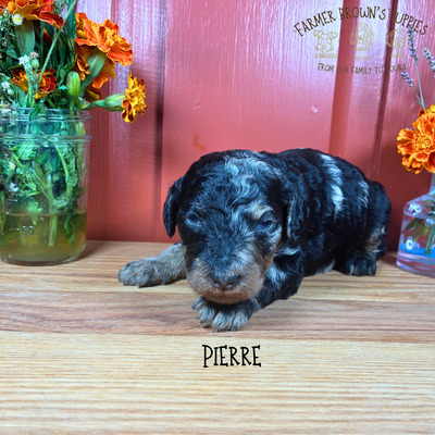 Pierre