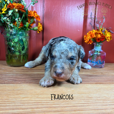 Francois