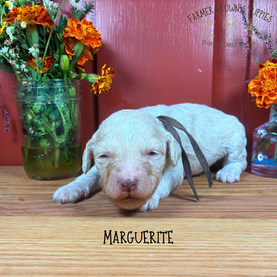 Marguerite