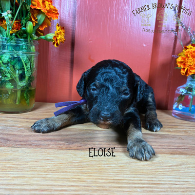 Eloise