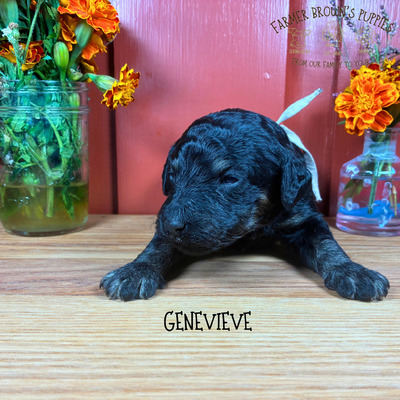 Genevieve