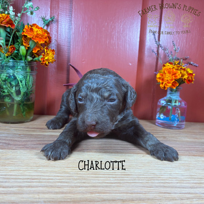 Charlotte