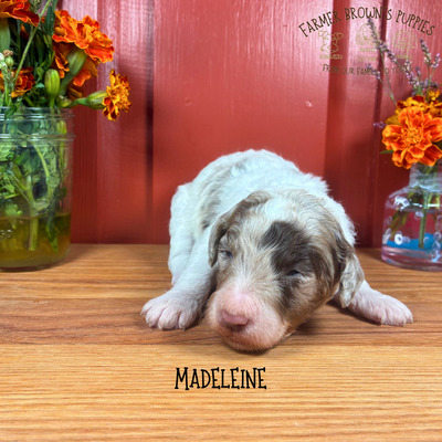 Madeleine