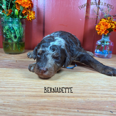 Bernadette