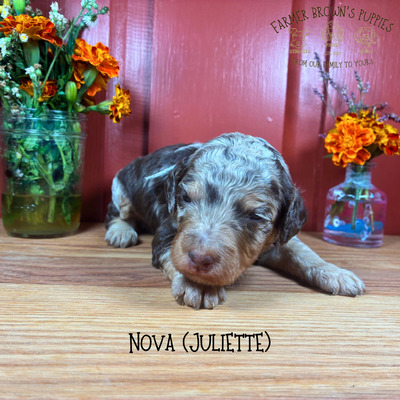 Nova (Juliette)