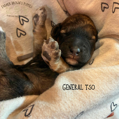 General Tso