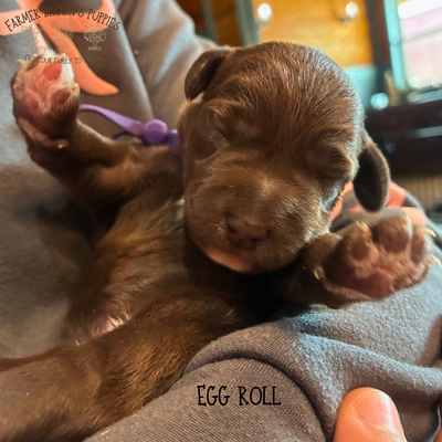 Egg Roll