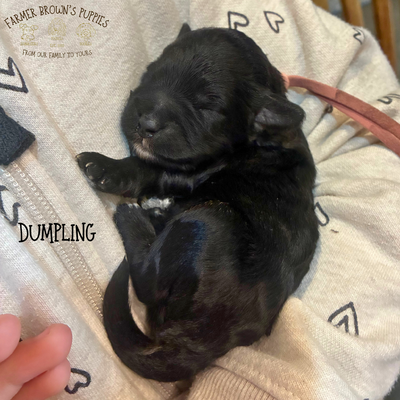 Dumpling