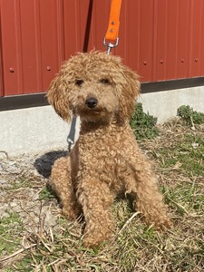 Roux
