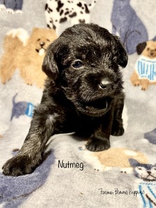 Pepper (fka Nutmeg)