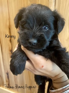Kimmy