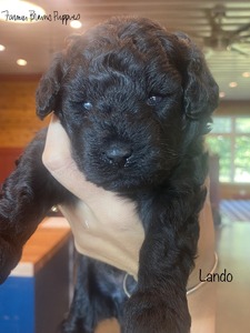 Lando