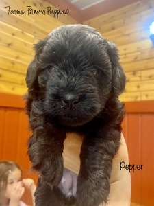 Pepper