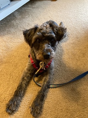 Dottie