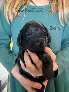 Stormy