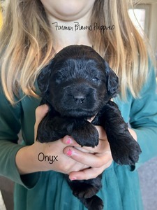 Onyx