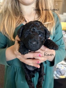 Raven