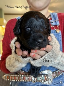 Chase