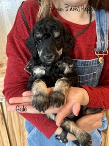 Gale