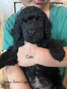 Cato