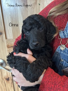 Cinna