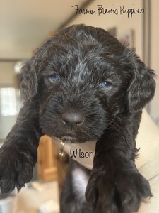 Wilson