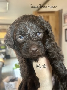 Myrtle