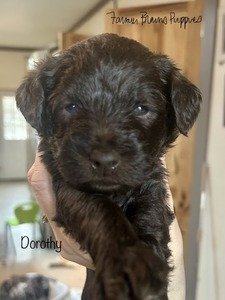 Dorothy