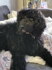 Mollie
