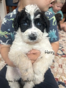 Henry