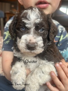 Chester