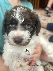 Joey