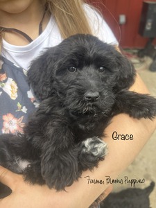 Gracie