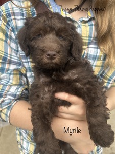 Myrtle