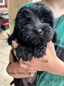Cole