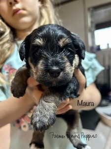 Maura