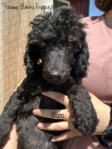Cato