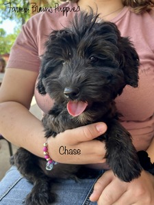 Chase