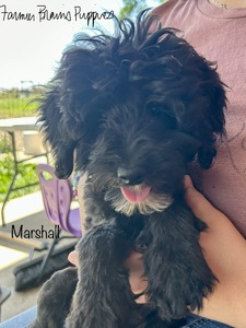 Marshall